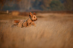 Cockerpoo in autumn