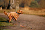 Cockerpoo in autumn