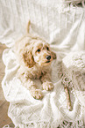 Cockerpoo Puppy