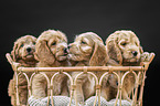 Cockerpoo Puppies