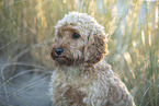 adult Cockerpoo