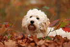 Cockapoo in autumn