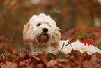 Cockapoo in autumn