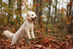 Cockapoo in autumn