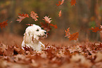 Cockapoo in autumn