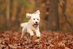 Cockapoo in autumn