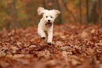 Cockapoo in autumn