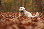 Cockapoo in autumn