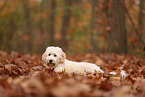 Cockapoo in autumn