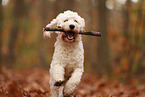 Cockapoo in autumn