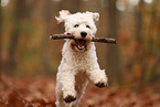 Cockapoo in autumn