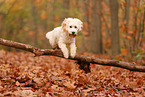 Cockapoo in autumn