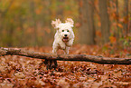 Cockapoo in autumn