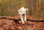 Cockapoo in autumn