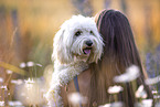 Cockerpoo, Mensch, Menschen, Person, Personen, persons, people, peoples, human, humans