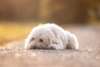 Cockerpoo