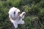 Cockerpoo