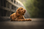 Cockerpoo