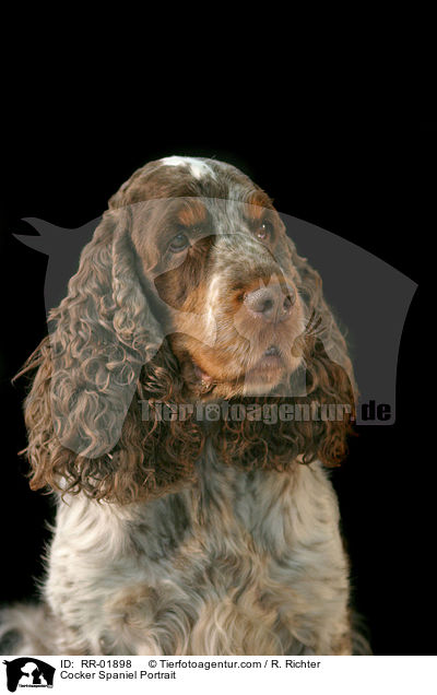 Cocker Spaniel Portrait / Cocker Spaniel Portrait / RR-01898