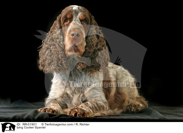 liegender / lying Cocker Spaniel / RR-01901