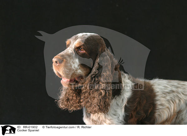 Cocker Spaniel / Cocker Spaniel / RR-01902