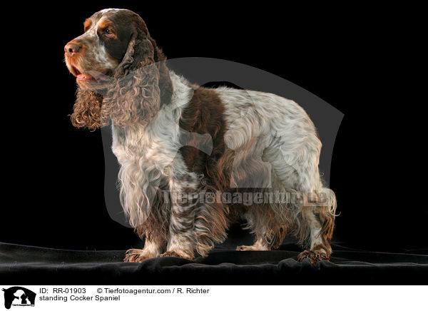 stehendes / standing Cocker Spaniel / RR-01903