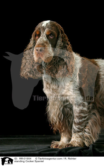 stehender / standing Cocker Spaniel / RR-01904