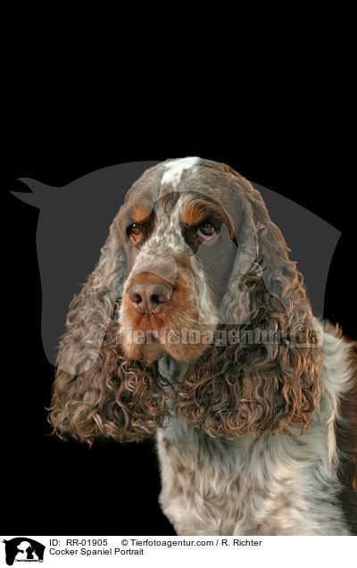 Cocker Spaniel Portrait / Cocker Spaniel Portrait / RR-01905