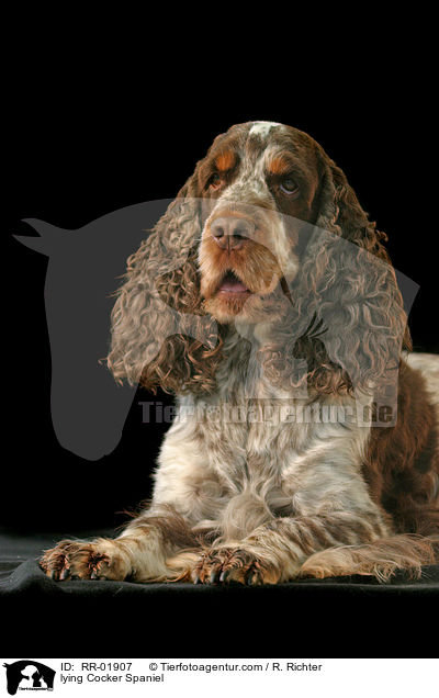 liegender / lying Cocker Spaniel / RR-01907