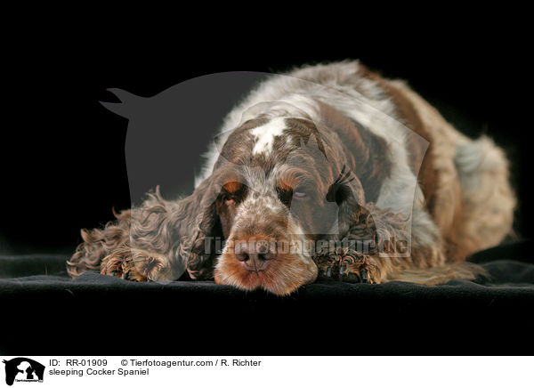 schlafender / sleeping Cocker Spaniel / RR-01909