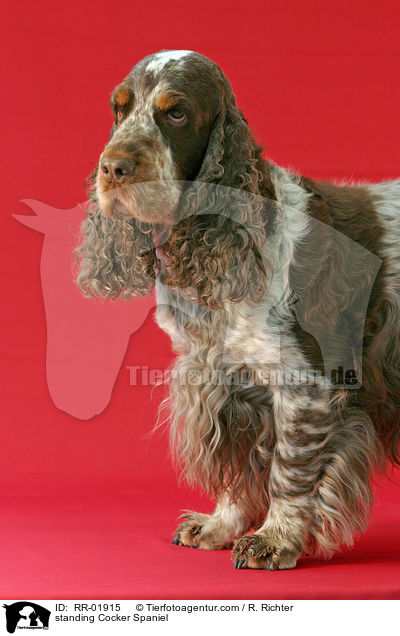 stehender / standing Cocker Spaniel / RR-01915