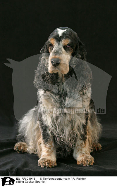 sitzender / sitting Cocker Spaniel / RR-01918