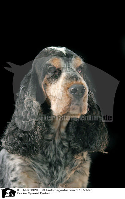 Cocker Spaniel Portrait / Cocker Spaniel Portrait / RR-01920