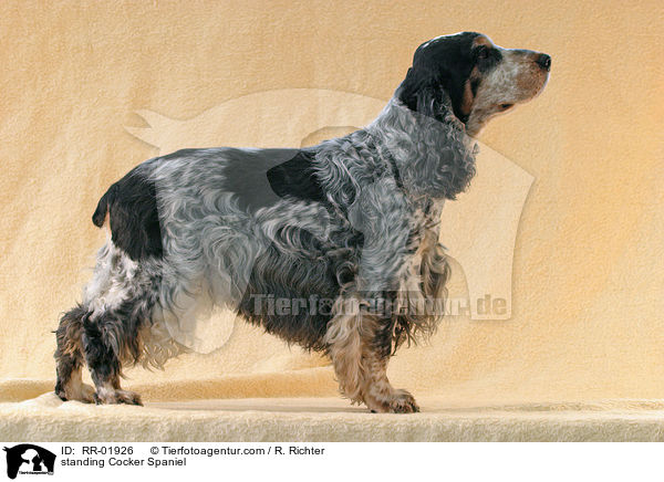 stehender / standing Cocker Spaniel / RR-01926