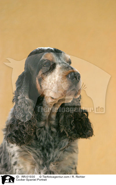 Cocker Spaniel Portrait / Cocker Spaniel Portrait / RR-01930