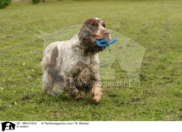 Cocker Spaniel in Bewegung / in action / RR-01933