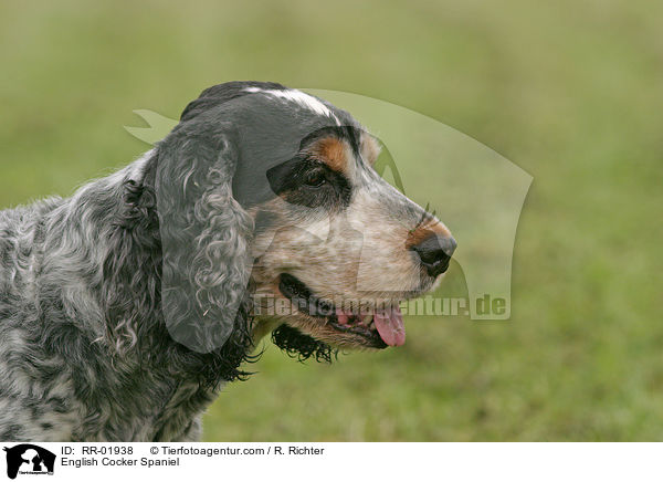 English Cocker Spaniel / English Cocker Spaniel / RR-01938