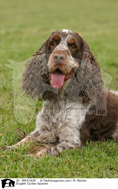 English Cocker Spaniel / English Cocker Spaniel / RR-01939