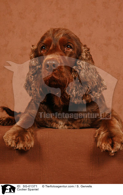 Cocker Spaniel / Cocker Spaniel / SG-01371