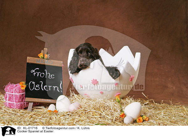 Cocker Spaniel zu Ostern / Cocker Spaniel at Easter / KL-01716