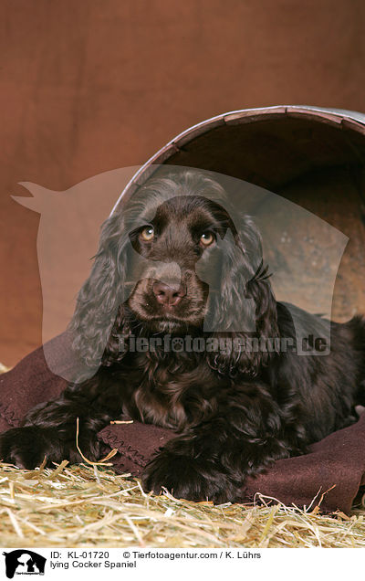 lying Cocker Spaniel / KL-01720