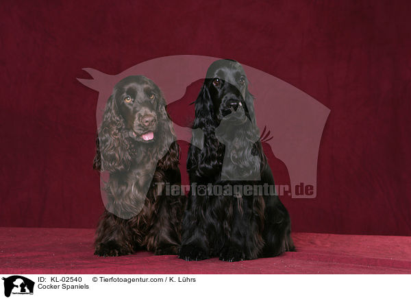 Cocker Spaniel / Cocker Spaniels / KL-02540