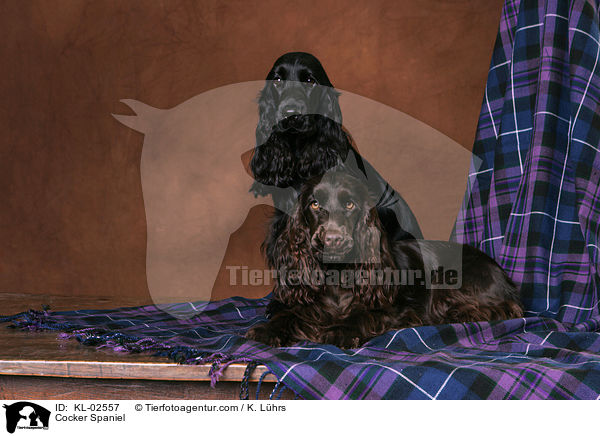 Cocker Spaniel / Cocker Spaniel / KL-02557