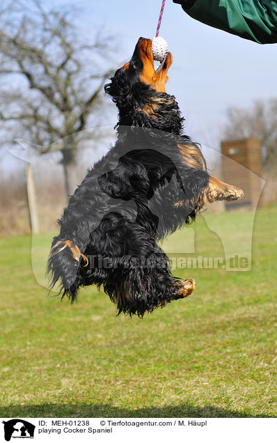 spieleder Cocker Spaniel / playing Cocker Spaniel / MEH-01238