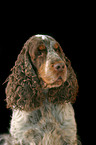 Cocker Spaniel Portrait