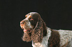 Cocker Spaniel