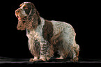 standing Cocker Spaniel