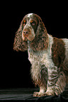 standing Cocker Spaniel