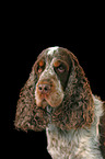 Cocker Spaniel Portrait