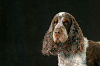 Cocker Spaniel Portrait